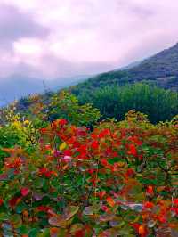 北京坡峰嶺｜絕美紅葉天花板秋天必衝！