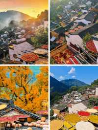 婺源曬秋紅楓