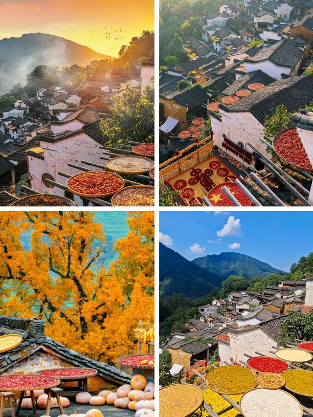 婺源曬秋紅楓