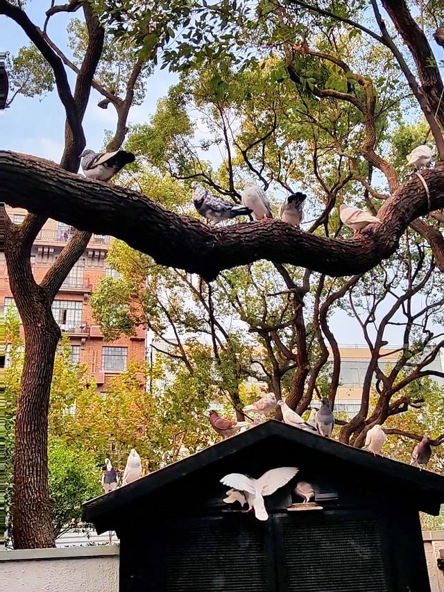 海派老街必打卡攻略