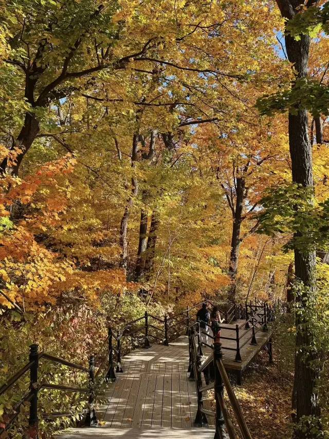 Next month, Mont Royal Park in Montreal looks like this