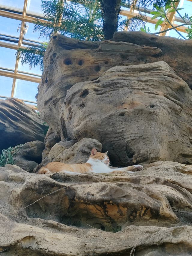 太原植物園遛娃攻略網紅大扶梯+猴面包樹