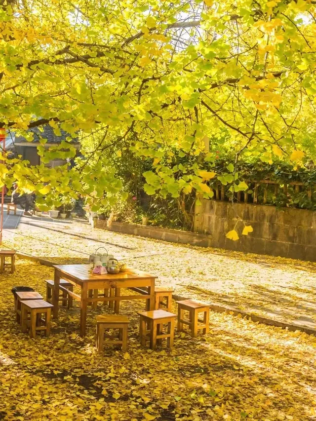 騰沖銀杏村