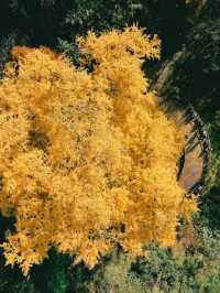 誰懂啊！秋天的都江堰藏著 “金色徒步道”