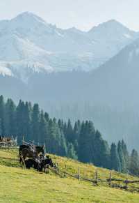 原始森林野奢體驗