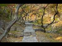 淄博白石洞11月遊玩攻略:邂逅千年銀杏之美