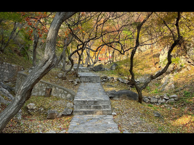 淄博白石洞11月遊玩攻略:邂逅千年銀杏之美 淄博白石洞11月遊玩攻略:邂逅千年銀杏之美