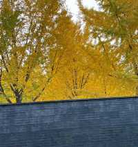 曲江秋日限定金黃秘境