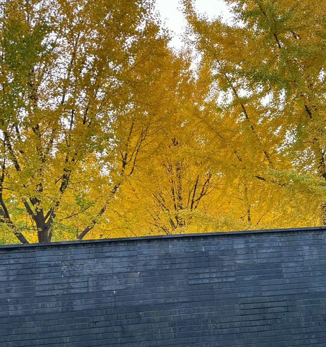 曲江秋日限定金黃秘境