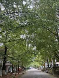 11月7日南雄帽子峰銀杏葉實拍