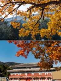 八大處這棵古黃連木，堪稱北京紅葉天花板