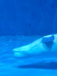 永泰歐樂堡福州版海洋王國