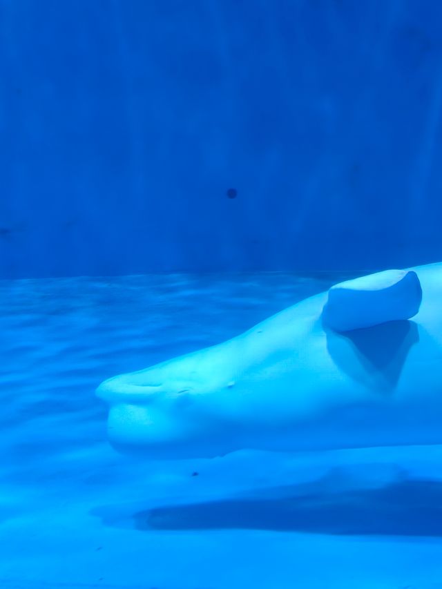 永泰歐樂堡福州版海洋王國 永泰歐樂堡福州版海洋王國