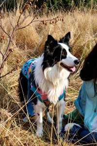 密雲私藏紅葉秘境0元門票拍爆99+讚的秋日大片