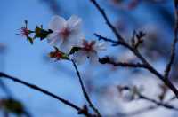 深秋「好色」去上海植物園