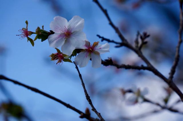 深秋「好色」去上海植物園 深秋「好色」去上海植物園
