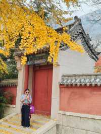 深秋崂山太清宮絕美銀杏楓葉季人潮洶湧都得來！