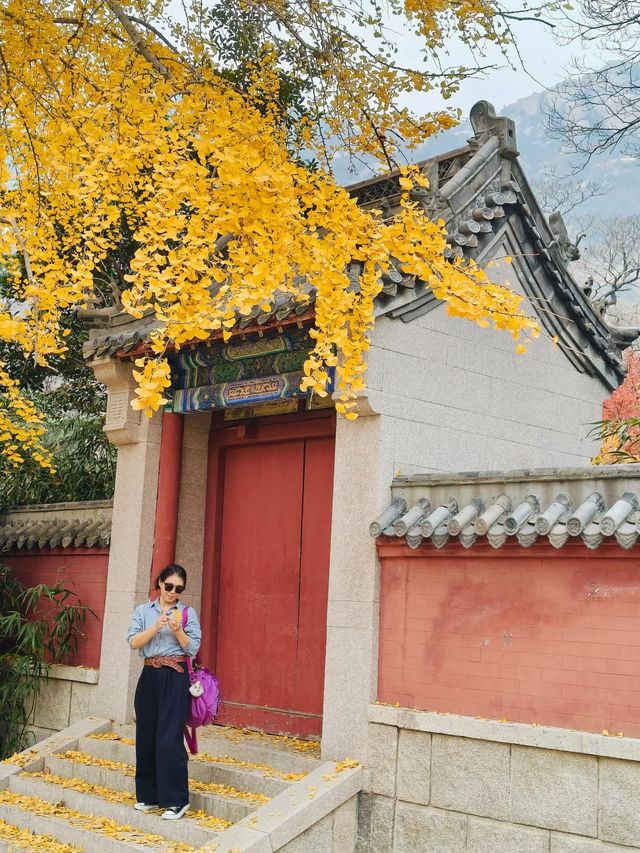深秋崂山太清宮絕美銀杏楓葉季人潮洶湧都得來！