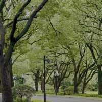 魔都隱蔽寶藏!西郊賓館免費參觀全攻略