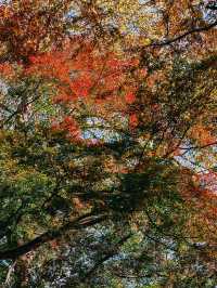 親測更新｜莫干山賞楓私藏路線