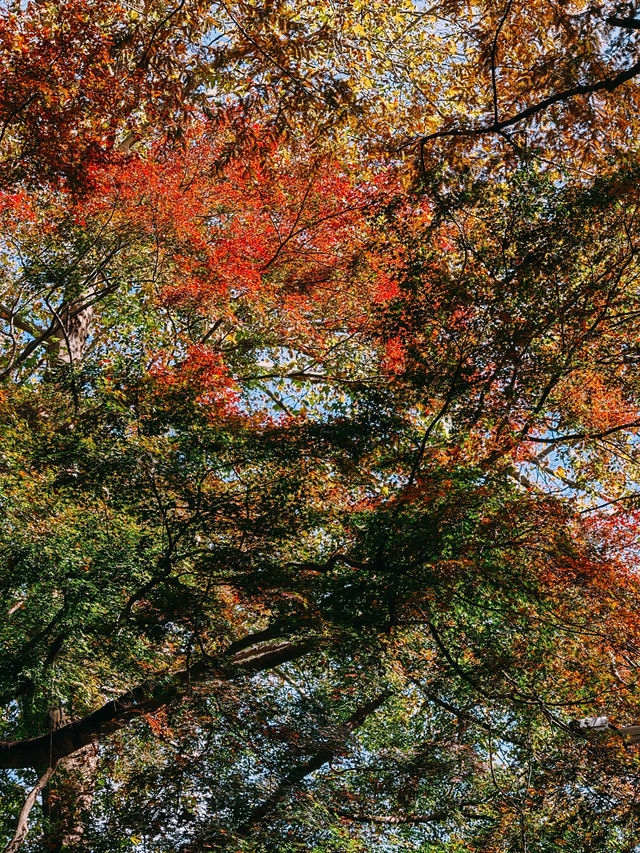 親測更新｜莫干山賞楓私藏路線