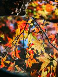 親測更新｜莫干山賞楓私藏路線