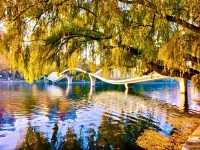 赴一場萬柳塘公園的秋日之約