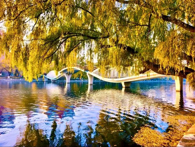 赴一場萬柳塘公園的秋日之約