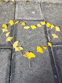 街區銀杏打卡地恩施州文化中心