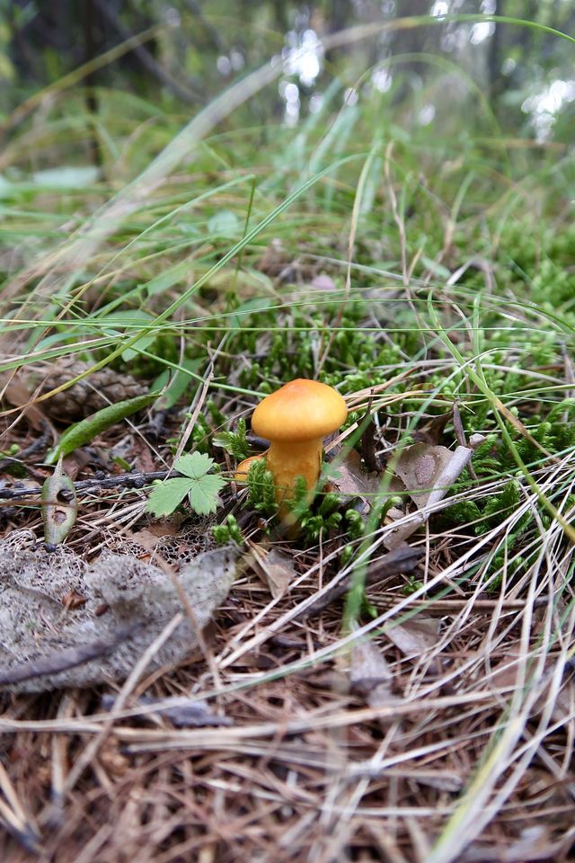 秒變採蘑菇的小伙子