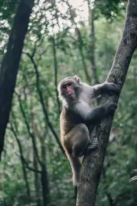 旗山森林公園徒步偶遇猴哥!20km古道+網紅