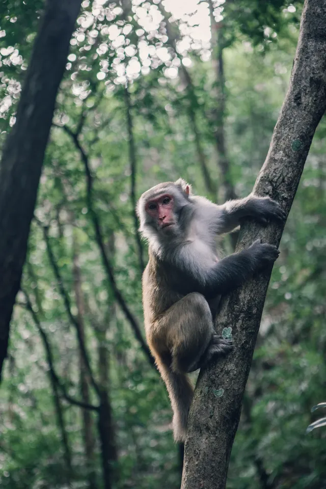 旗山森林公園徒步偶遇猴哥!20km古道+網紅 旗山森林公園徒步偶遇猴哥!20km古道+網紅
