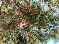 由贛州出發週末遊宏村塔川賞秋保姆級攻略嚟喇