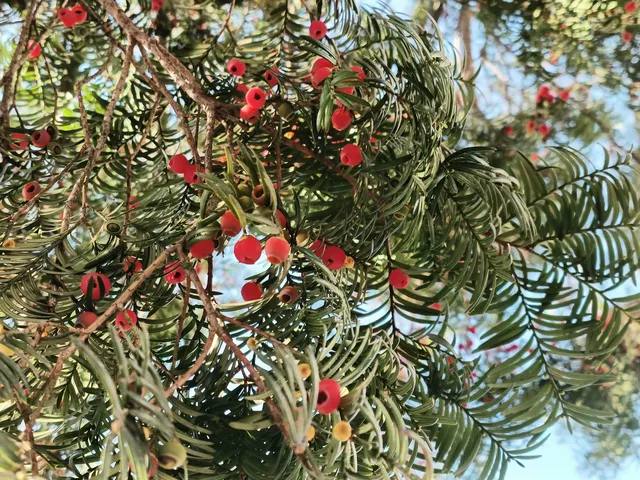 由贛州出發週末遊宏村塔川賞秋保姆級攻略嚟喇