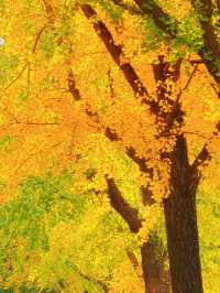 上海的秋日藝術巡禮