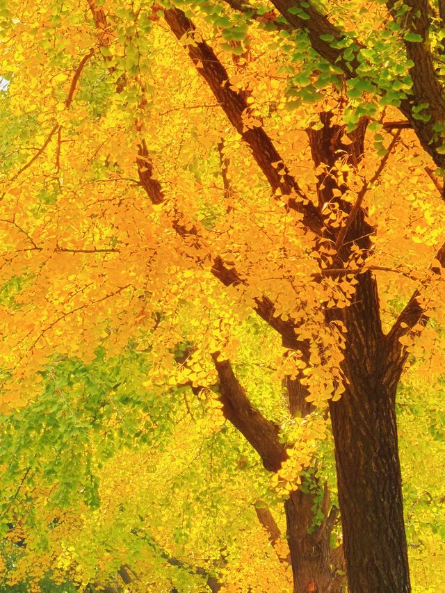 上海的秋日藝術巡禮