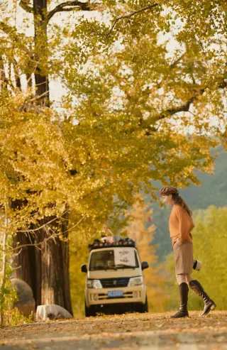 11.18 Yangjia Village Live Shots｜Ginkgo Sea So Beautiful See You Next Year