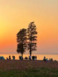 上海出發1h 淀山湖落日花海保姆級攻略
