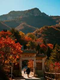 帶娃解鎖北京紅葉四大頂流親子賞秋保姆級攻略