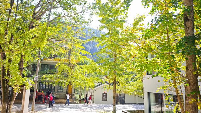 當銀杏樹與老房子同框時,我恍惚瞬間代入到那峥嵘歲月的日子 當銀杏樹與老房子同框時,我恍惚瞬間代入到那峥嵘歲月的日子