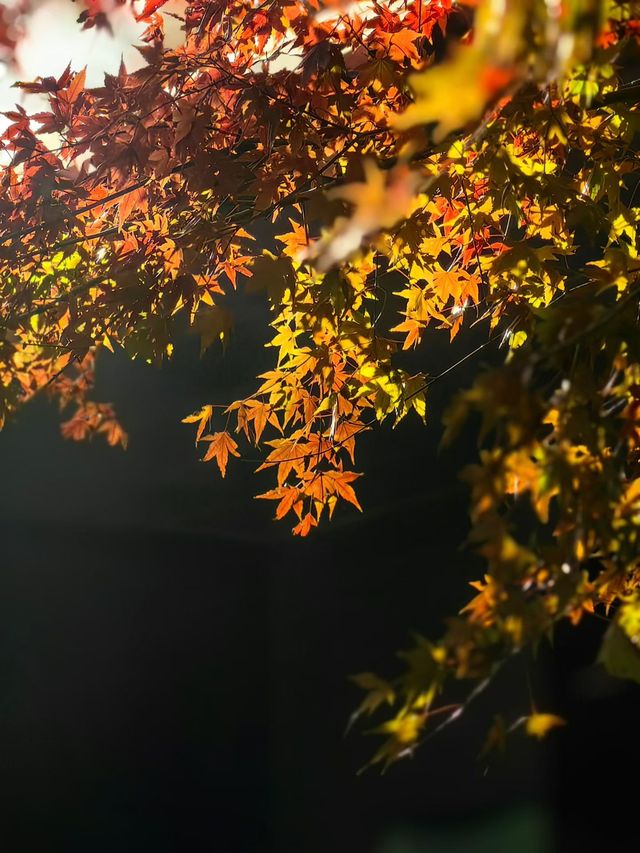 秋染莫干山，別有風味