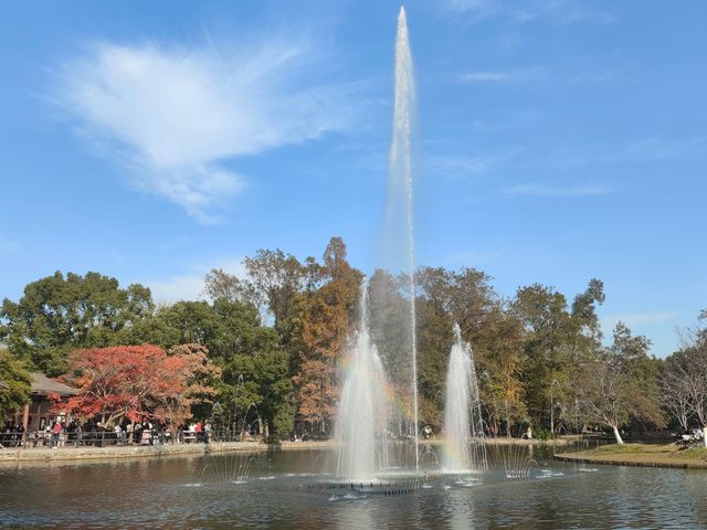 上海共青森林公園|秋日限定浪漫被我發現了 上海共青森林公園|秋日限定浪漫被我發現了