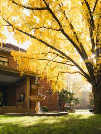 清晨8點,我拍到了樹的呼吸聲!