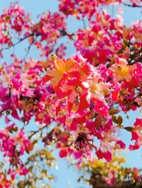 橫琴|一片粉海櫻花木棉很好看