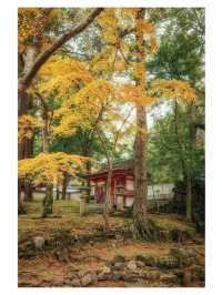 奈良小眾秘境東大寺的鎮守社・手向山八幡宮的紅葉絕景