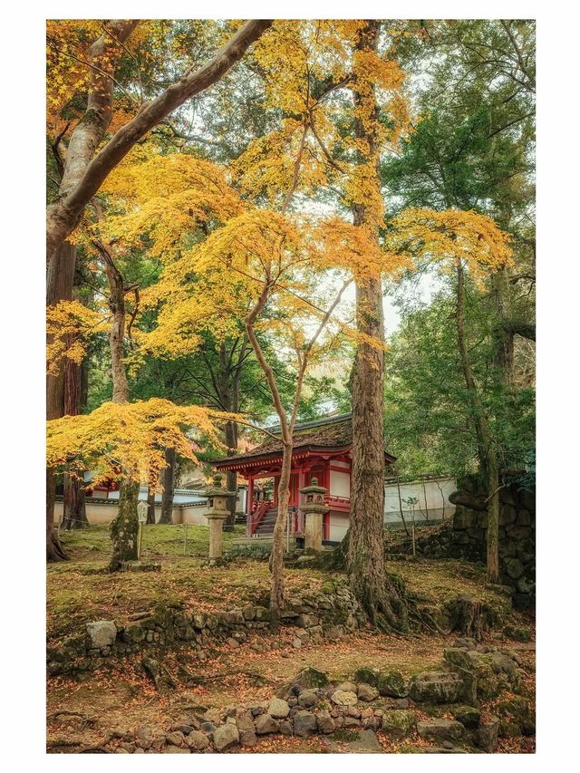 奈良小眾秘境東大寺的鎮守社・手向山八幡宮的紅葉絕景