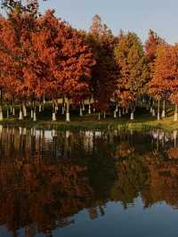 每個來玄武湖的朋友都被我帶到這裡