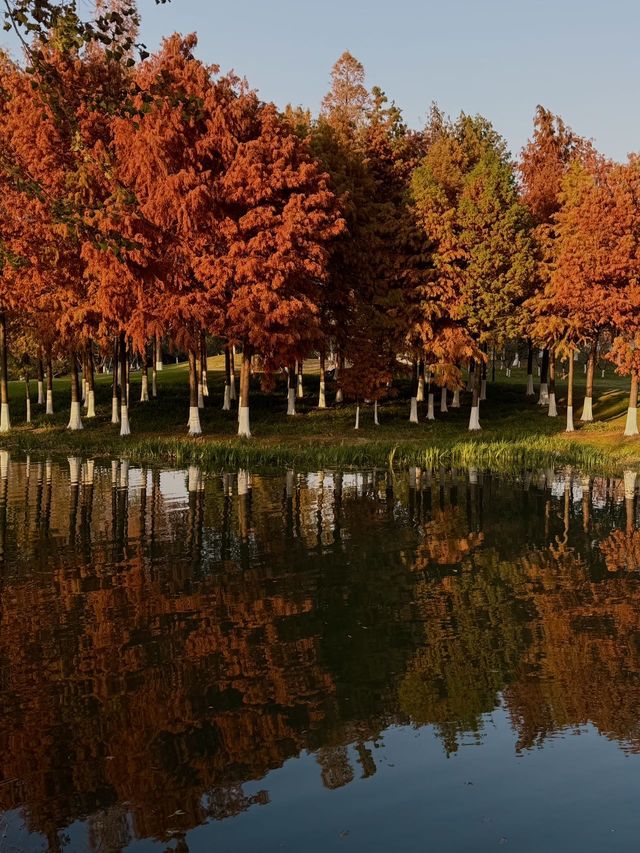 每個來玄武湖的朋友都被我帶到這裡