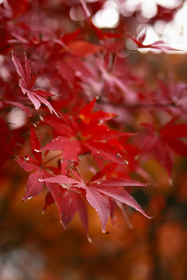 山野童行丨烏龍古道+八都岕一日暴走攻