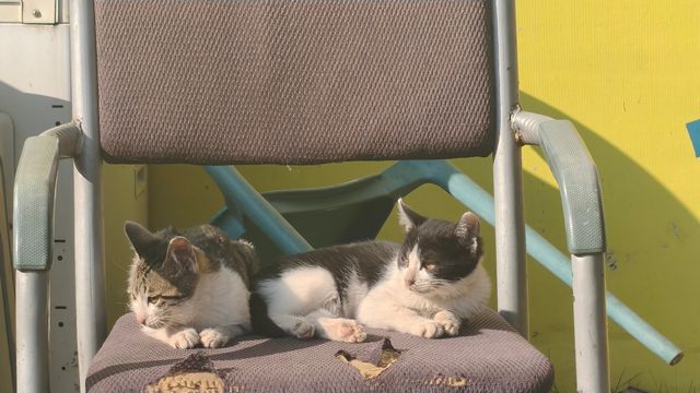 邛海最美秋色打卡點 邛海最美秋色打卡點